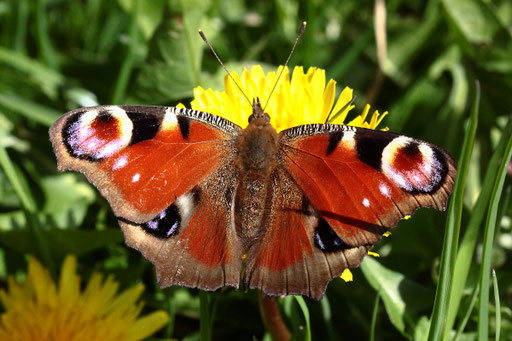 Tag-Pfauenauge auf der Gartenwiese (G. Franke, 10.04.2023)