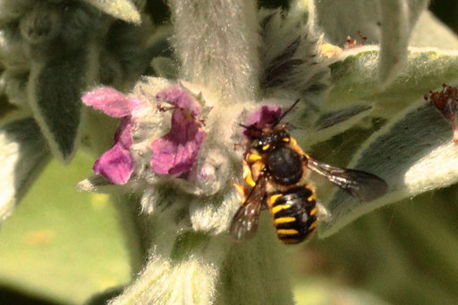 Garten-Wollbiene - Anthidium manicatum; Garten bei Spielberg - an den Blüten vom Woll-Ziest (G. Franke, 14.06.2023)