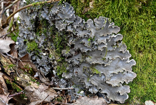 Hügel-Schildflechte - Peltigera collina; am Fuße eines bemoosten Laubbaumstammes im Mischwald bei Karlsbad-Ittersbach (G. Franke, 06.02.2024)