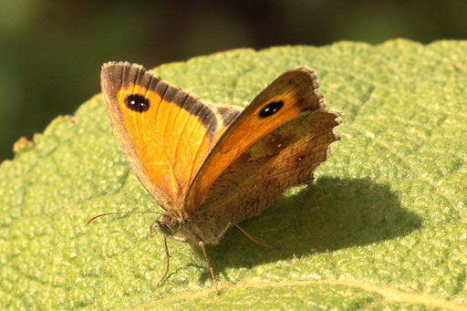 Rotbraunes Ochsenauge - Pyronia tithonus; bei Karlsbad-Spielberg (G. Franke, 30.07.2023)