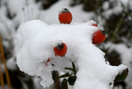 Hagebutten im Schnee (G. Franke, 02.12.2023)