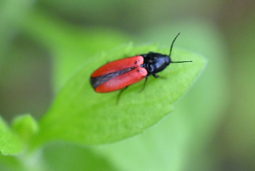 Ampedus pomonae