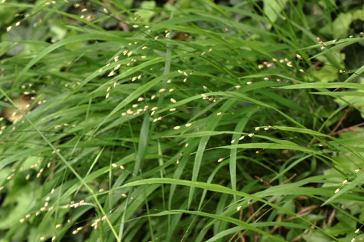 Einblütiges Perlgras - Melica uniflora; Michaelsberg (G. Franke)