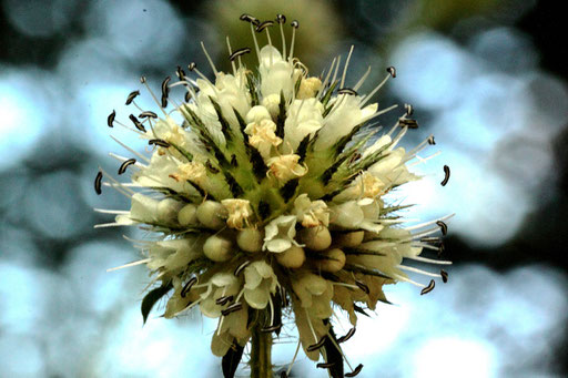 Behaarte Karde - Dipsacus pilosus; bei Karlsbad-Spielberg (G. Franke, 06.08.2020)