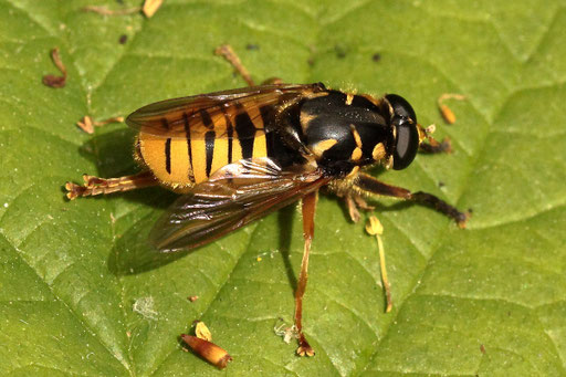 Temnostoma vespiforme - Wespen-Moderholzschwebfliege; Waldwegrand bei Karlsbad-Spielberg (G. Franke, 25.05.2023)