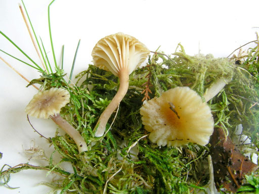 Heide-Hutflechte zwischen Torfmoosen. Die Pilzfruchtkörper stellen den Pilzpartner dar. Foto: Bernd Miggel.