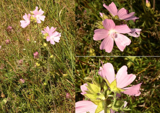 Moschus-Malve - Malva moschata; bei Karlsbad-Spielberg (G. Franke, Juni 2022)