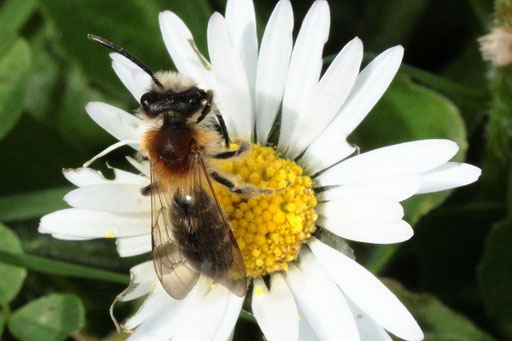 Flaum-Sandbiene - Andrena nitida; bei Karlsbad-Spielberg (G. Franke, 21.03.2023)