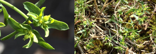 Kleine Wolfsmilch - Euphorbia exigua; bei Karlsbad-Auerbach (G. Franke, 25.08.2021)