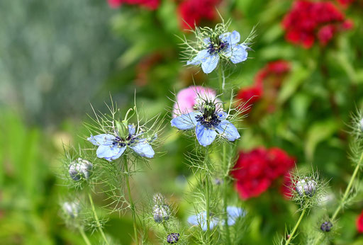 Jungfer im Grünen - Nigella damascena; Garten bei Spielberg (G. Franke, 24.05.2025)