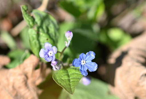 Das Frühlings-Nabelnüsschen (Frühlings-Gedenkemein) - Omphalodes verna - blühend im Garten (G. Franke, 19.03.2025)