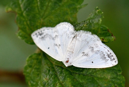 Schattenbinden-Weißspanner - Lemographa temerata; bei Karlsbad-Spielberg (G. Franke, 24.07.2024)
