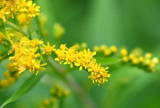 Solidago gigantea - ein Neophyt