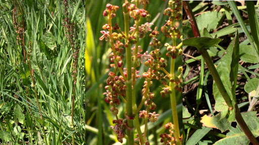 Wiesen-Sauerampfer - Rumex acetosa, Streuobstwiese bei Karlsbad-Spielberg (G. Franke, April 2022)