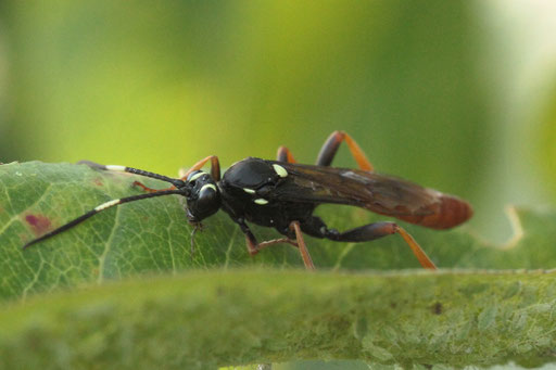 Dunkelflügelige Weinschwärmer-Schlupfwespe - Amblyjoppa fuscipennis; bei Karlsbad-Spielberg auf einem Pfirsichbaumblatt, ca. 2 cm lang (G. Franke, 22.08.2023)