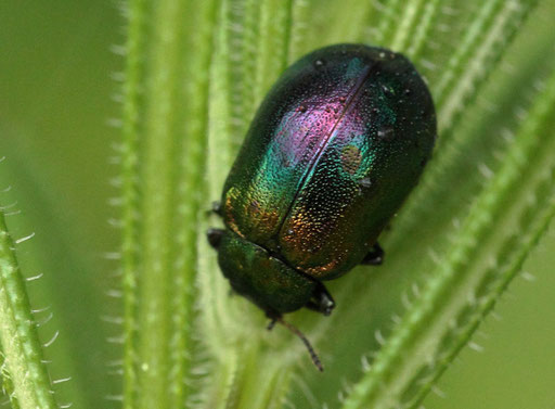 Erzfarbener Erlenblattkäfer - Linaeidea aena; Waldwegrand bei Spielberg - auf Klettenlabkraut (G. Franke, 29.04.2023) Danke für die Bestimmungshilfe durch kerbtier.de