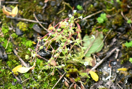 Dreifinger-Steinbrech an einem moosbewachsenen Rand eines asphaltierten Wiesenweges bei Karlsbad-Spielberg, Wuchshöhe hier ca. 5 cm (G. Franke, 23.05.2024)