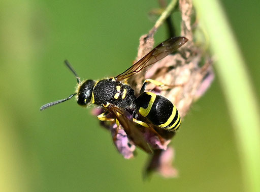 Schlanke Lehmwespe - Ancistrocerus gazella; bei Karlsbad-Spielberg (G. Franke, 08.06.2024)