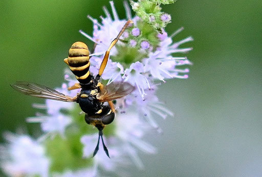 Helle Stieldickkopffliege - Physocephala vittata; auf Minzeblüten bei Karlsbad-Spielberg (G. Franke, 23.07.2024)
