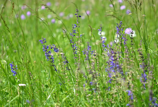 Wiesenrand mit Wiesen-Salbei bei Dietenhausen (G. Franke, 19.05.2024)