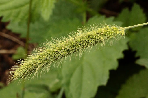 Grüne Borstenhirse - Setaria viridis; Gartenrand/ Wiese bei Spielberg (G. Franke, 2023)