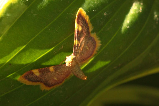 Heuzünsler - Hypsopygia costalis; Garten bei Karlsbad-Spielberg (G. Franke, 02.07.2023) vielen Dank für die Bestimmungshilfe im Lepiforum
