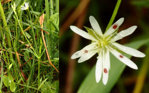 Gras-Sternmiere - Stellaria graminea; Wiese bei Karlsbad-Spielberg (G. Franke, Mai 2022)