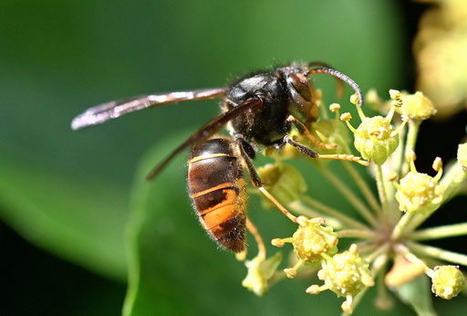 Asiatische Hornisse - Vespa velutina ssp. nigrithorax; bei Karlsbad-Spielberg - auf Efeublüten im Garten (G. Franke, 24.11.2024) Danke für den Hinweis bei iNaturalist - Allerdings gehören alle Vespa velutina in Europa bisher zur Unterart nigrithorax.