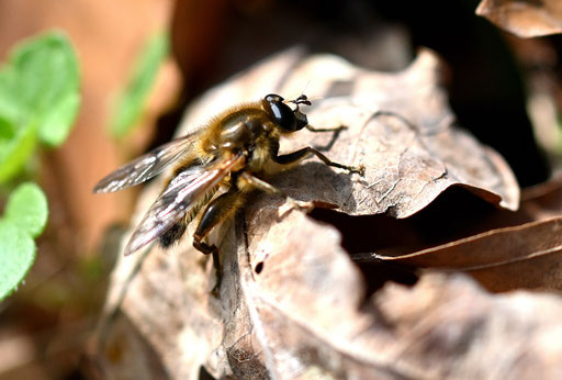Brachypalpus valgus - Frühe Bienenschwebfliege; Waldrand neben Wiesenweg bei Pfinzweiler (G. Franke, 14.03.2024) Danke für die Hinweise bei "Hoverflies of the world" bei Facebook