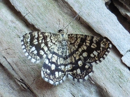 Klee-Gitterspanner - Chiasmia clathrata   (H. Schuldt)