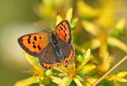 Kleiner Feuerfalter - Lycaena phlaeas (G. Franke)