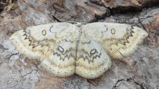 Ahorn-Gürtelpuppenspanner - Cyclophora annularia; bei Grötzingen (H. Schuldt, 2025)