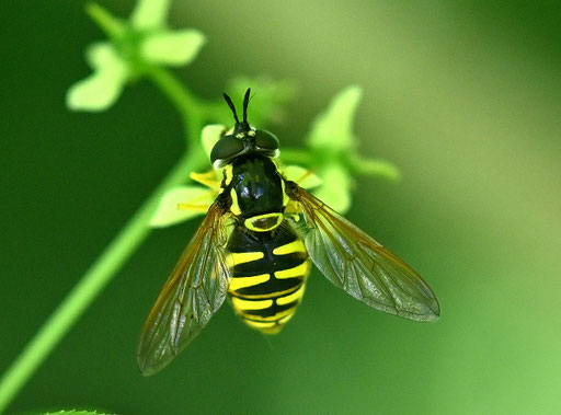Gemeine Wespenschwebfliege - Chrysotoxum cautum; Karlsbad-Spielberg - im Garten (G. Franke, 19.05.2024)