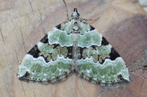 Prachtgrüner Bindenspanner - Colostygia pectinataria (H. Schuldt)
