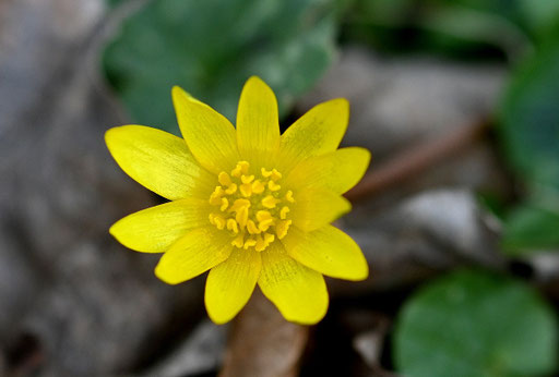 Scharbockskrautblüte (Ranunculus ficaria) bei Karlsbad-Spielberg (G. Franke, 24.02.2024)