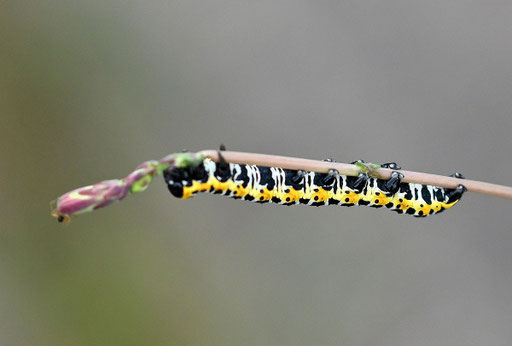Raupe des Lattich-Mönchs - Cucullia lactucae; Feldwegrand bei Karlsbad-Spielberg (G. Franke, 21.07.2024)