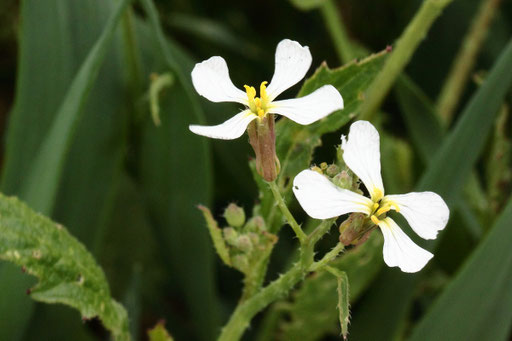 Hederich - Raphanus raphanistrum; Ackerrand bei Karlsbad-Auerbach (G. Franke, 08.04.2021)
