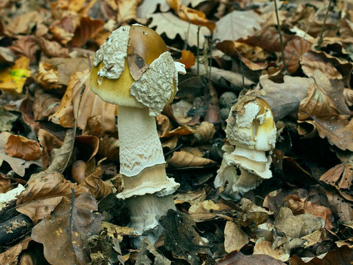 Bild 2 - Amanita ceciliae jung (A. Reichert)