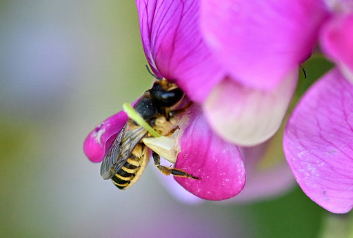 Platterbsen-Mörtelbiene an den Blüten der Breitblättrigen Platterbse; bei Karlsbad-Spielberg (G. Franke, 20.07.2024)