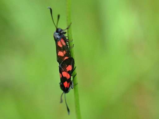 Sumpfhornklee-Widderchen - Wiese bei Karlsbad-Spielberg (G. Franke, 15.06.2025)