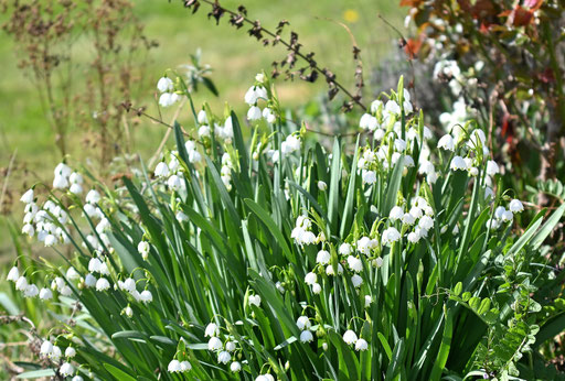 volle Blüte der Knotenblume im Garten (G. Franke, 08.04.2025)