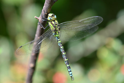 Blaugrüne Mosaikjungfer - Aeshna cyanea; Garten bei Spielberg (G. Franke, 19.09.2023)