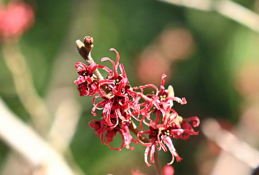 Blühende Zaubernuss - Hamamelis sp.; bei Karlsbad-Spielberg (G. Franke, 14.01.2025)
