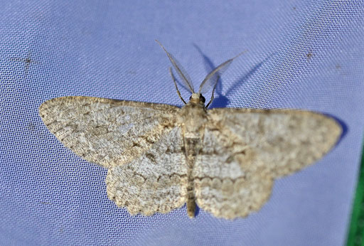 Aschgrauer Rindenspanner - Geometra papilionaria (G. Franke)