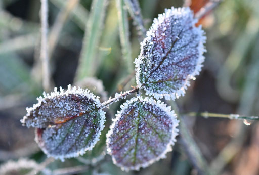 mit Raureif überzogene Brombeerblätter bei Spielberg (G. Franke, 28.12.2024)