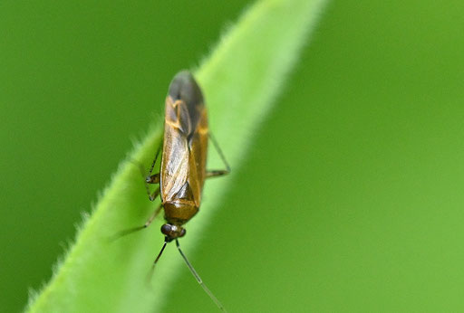 Braunschwarze Nessel-Weichwanze - Plagiognathus arbustorum; bei Karlsbad-Spielberg (G. Franke, 03.07.2024)