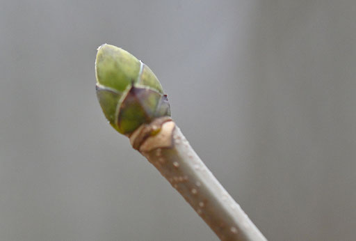 Knospe vom Berg-Ahorn - Acer pseudoplatanus, Waldwegrand bei Karlsbad-Spielberg (G. Franke, 18.12.2024)