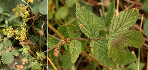 Echtes Mädesüß - Filipendula ulmaria, fruchtend; feuchter Wiesenrand bei Karlsbad-Spielberg (G. Franke, August 2022)