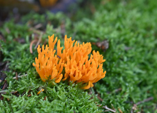 Klebriger Hörnling - Calocera viscosa; zwischen Ittersbach und Weiler (G. Franke, 23.09.2023)