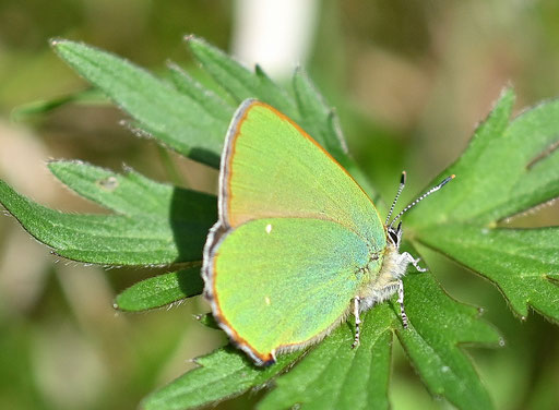 Grüner Zipfelfalter - Callophrys rubi; bei Karlsbad-Ittersbach - Rote Liste Deutschland - Vorwarnstufe (G. Franke, 19.04.2025)